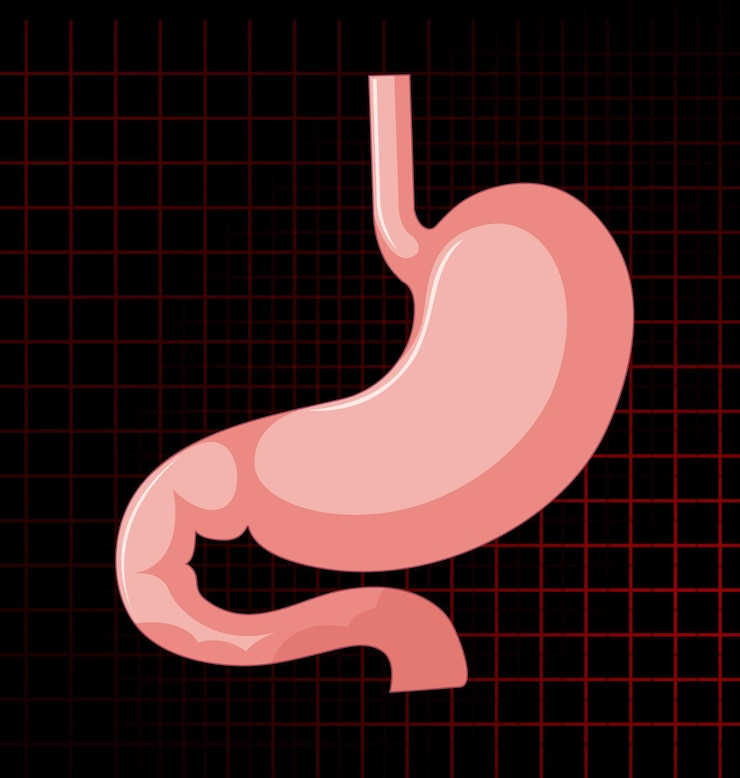 Vecteur gratuit organe interne humain avec estomac