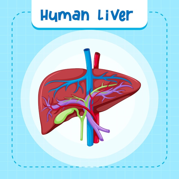 Vecteur gratuit organe interne humain avec foie