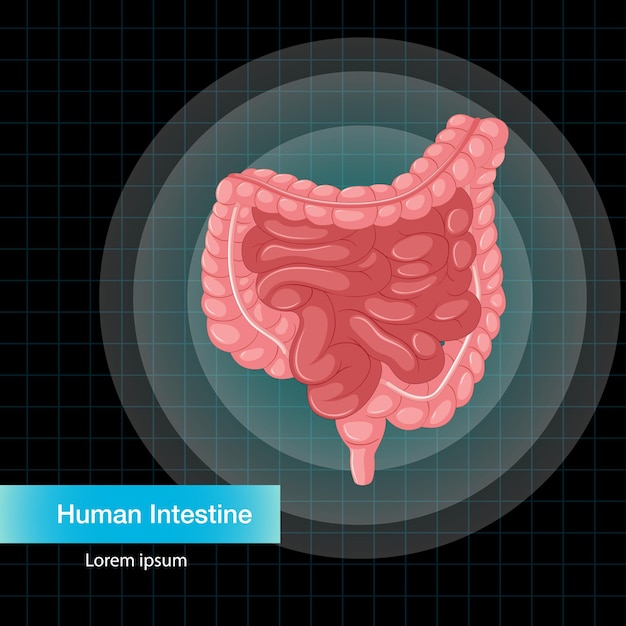 Vecteur gratuit organe interne humain avec intestin