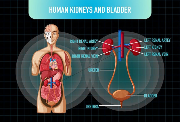 Vecteur gratuit organe interne humain avec reins et vessie