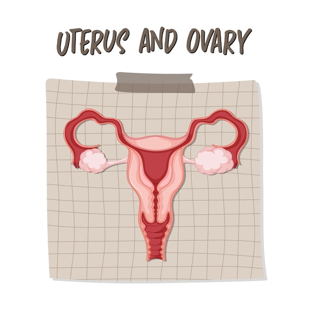 Organe interne humain avec utérus