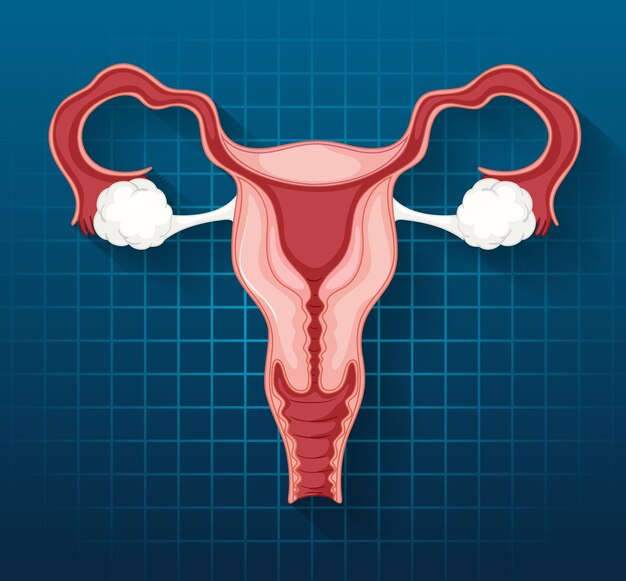 Organe interne humain avec utérus