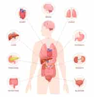 Vecteur gratuit organes humains infographie plate avec la silhouette du corps avec des icônes de cercle d'organes internes colorés et illustration vectorielle de texte