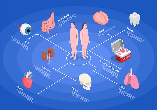 Organigramme Isométrique Des Organes Humains Avec Les Reins Cœur Oeil Poumons Dent Cerveau Sur Fond Bleu 3d