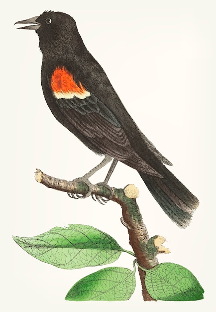 Oriole Dessiné à La Main