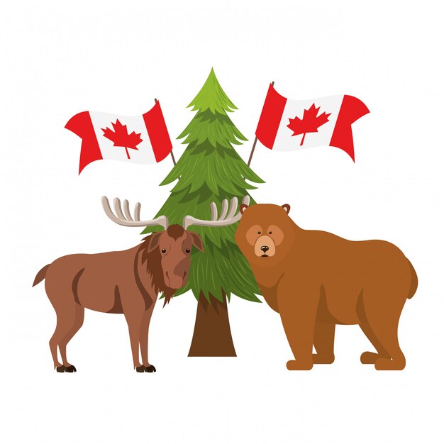 Ours et orignal du canada