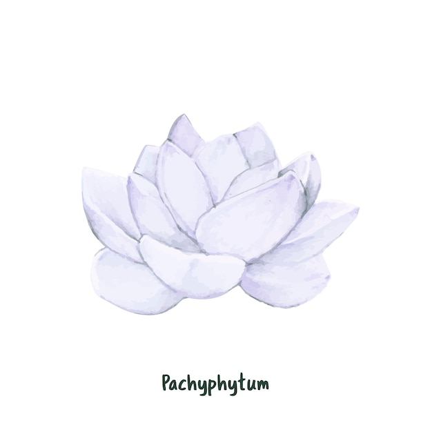 Pachyphytum succulentes dessinés à la main