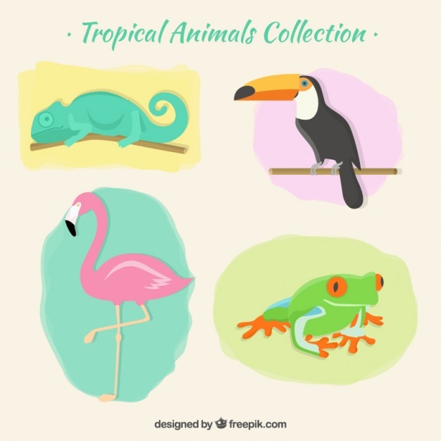 Vecteur gratuit pack animaux tropicaux