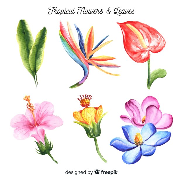 Pack aquarelle de fleurs tropicales