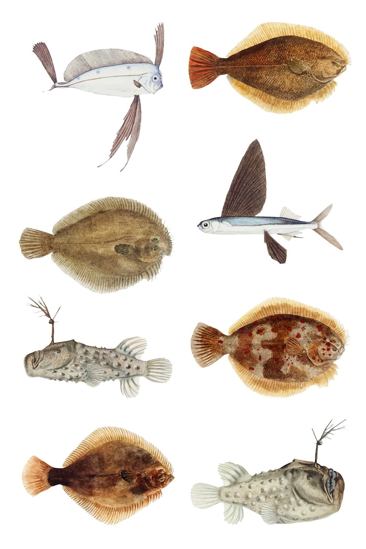 Vecteur gratuit pack d'autocollants d'illustration vintage de poisson mélangé de vecteur
