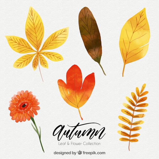 Vecteur gratuit pack d'automne feuilles aquarelles