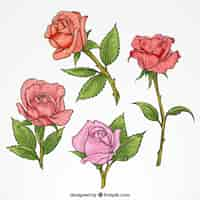 Vecteur gratuit pack de belles roses