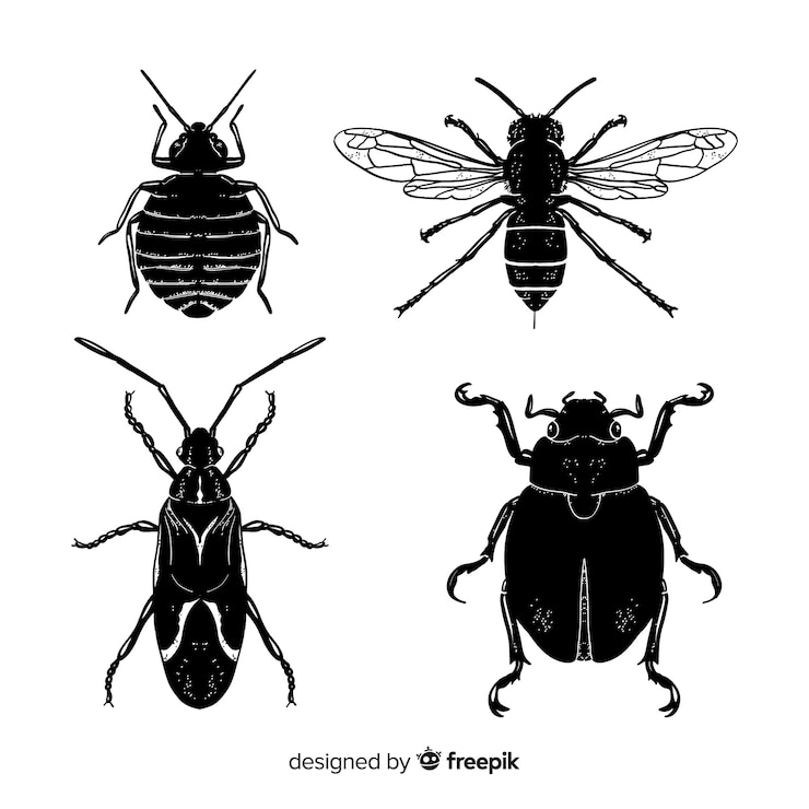 Vecteur gratuit pack de croquis d&#39;insectes réalistes dessinés à la main