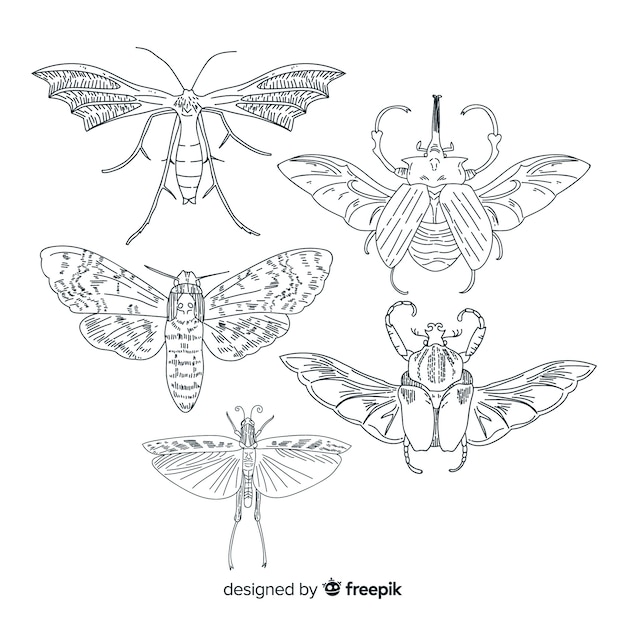 Vecteur gratuit pack de croquis d'insectes réalistes dessinés à la main