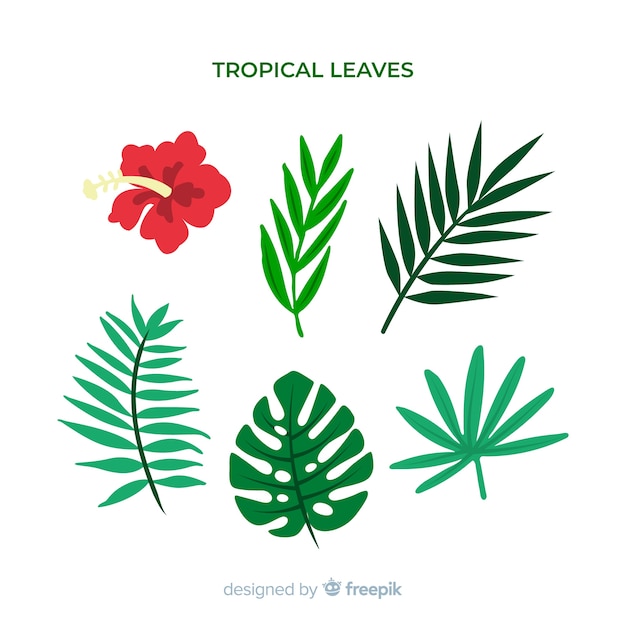 Pack De Feuilles Et De Fleurs Tropicales Dessinées à La Main