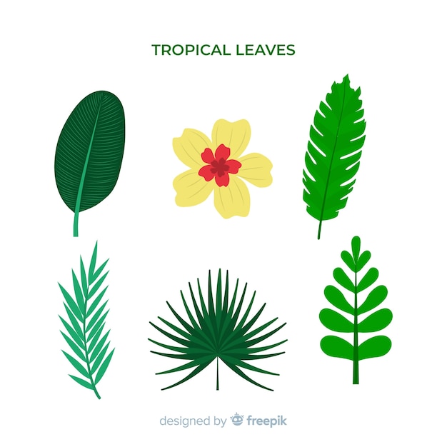 Pack de feuilles et de fleurs tropicales dessinées à la main