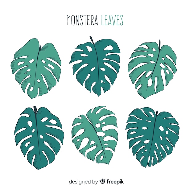 Pack De Feuilles De Monstera Dessinées à La Main