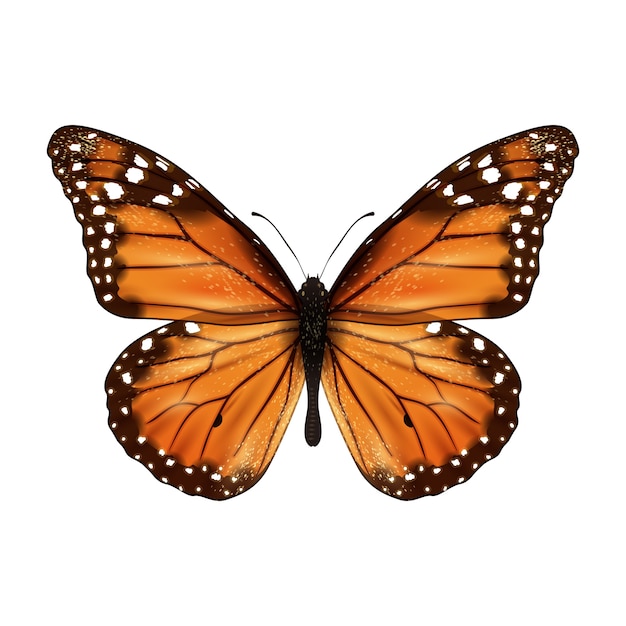 Papillon Réaliste Isolé