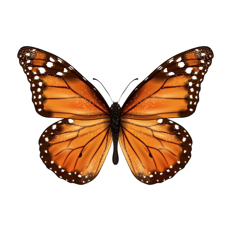 Vecteur gratuit papillon réaliste isolé