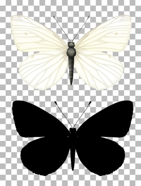 Vecteur gratuit papillon et sa silhouette sur fond transparent