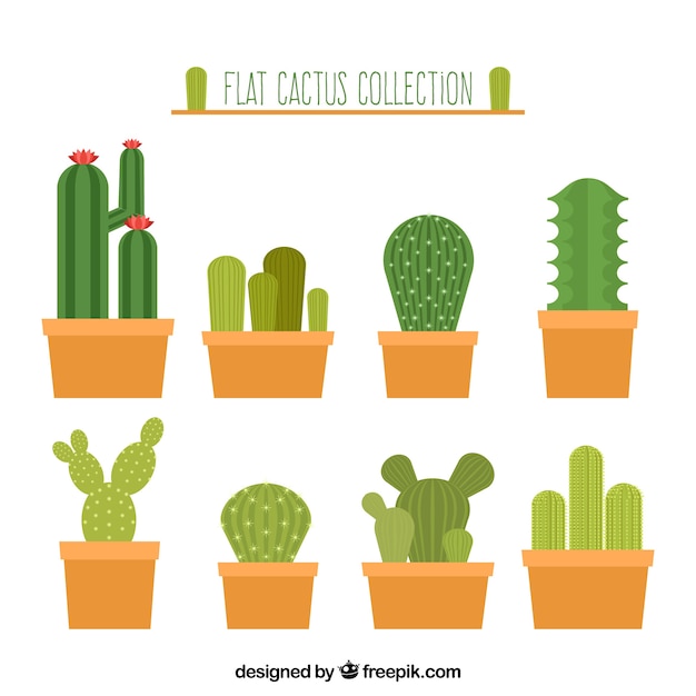 Paquet Classique De Cactus Plat