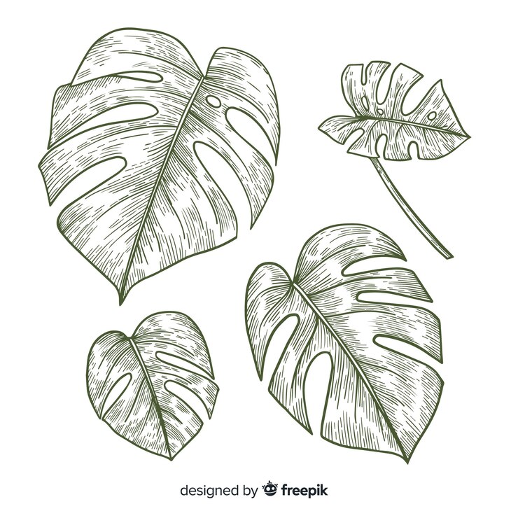 Vecteur gratuit paquet de feuilles de monstera incolore