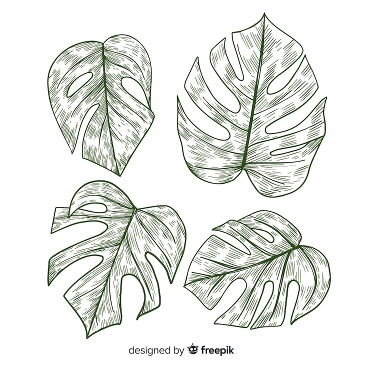 Vecteur gratuit paquet de feuilles de monstera incolore