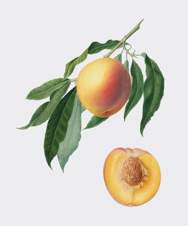 Vecteur gratuit pêche de pomona italiana illustration