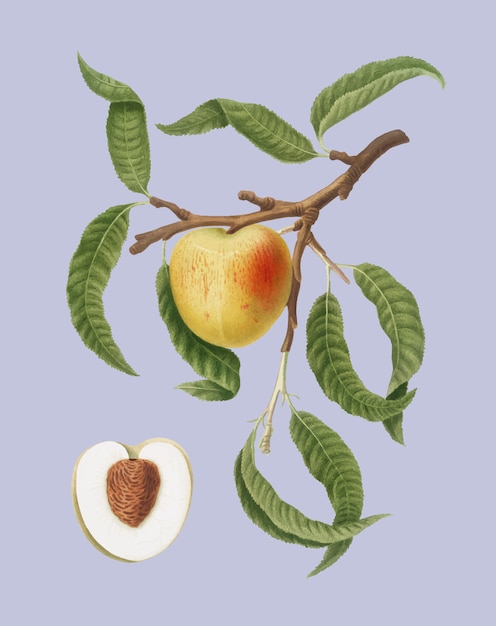 Pêche de Pomona Italiana illustration