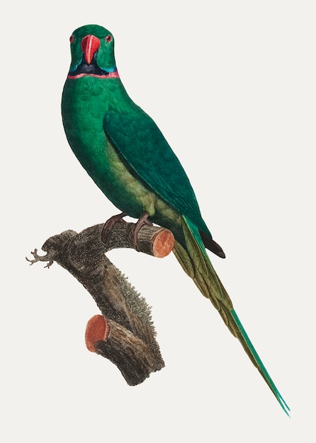 Perruche à collier