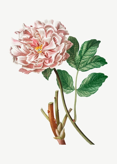 Pivoine Moutan Rose