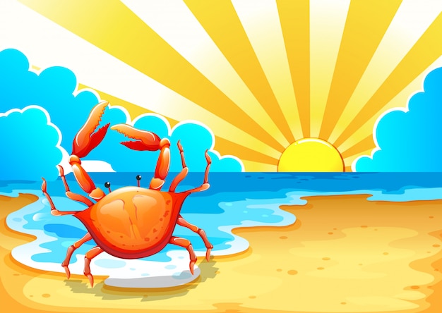 Une Plage Avec Un Crabe