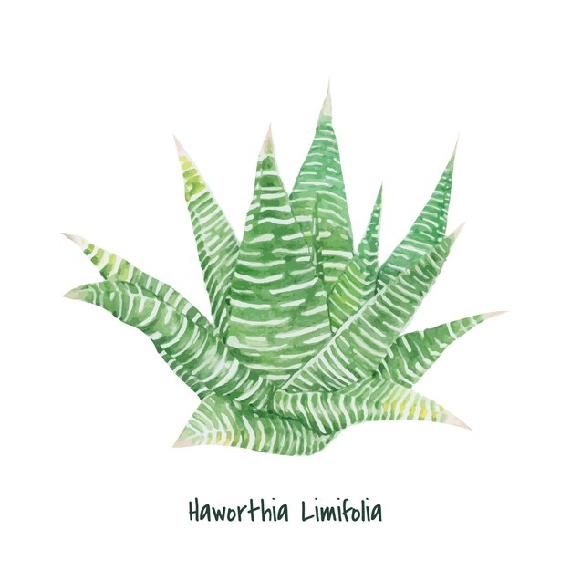 Planche à fée haworthia limifolia dessinés à la main