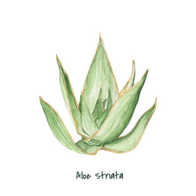 Plante d&#39;aloès striata dessinée à la main