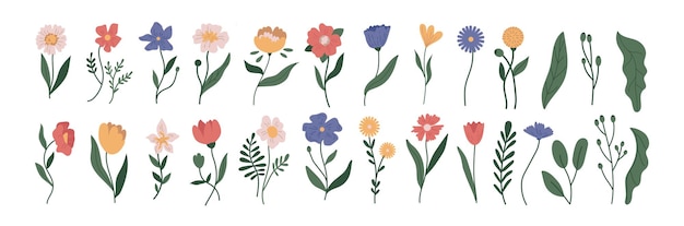 Plante botanique simple vecteur doodle fleurs illustrations printemps et été plantes et feuillage isol
