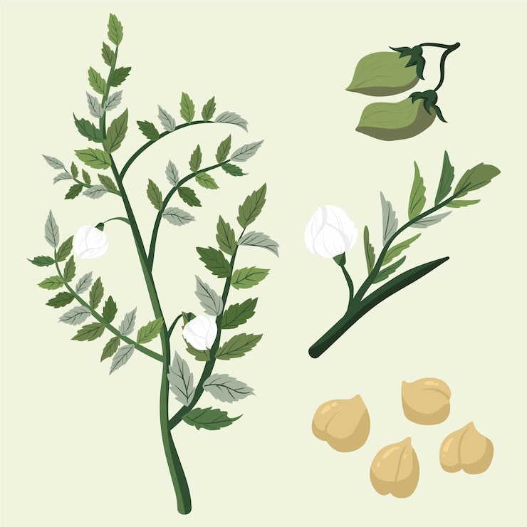 Vecteur gratuit plante et haricots de pois chiches dessinés à la main
