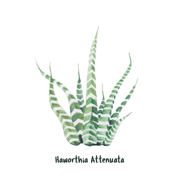 Plante De Haworthia Attenuata Zèbre Dessiné à La Main