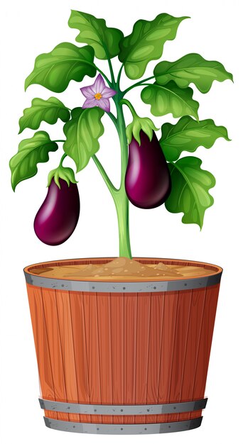 Plante en pot avec sol isolé