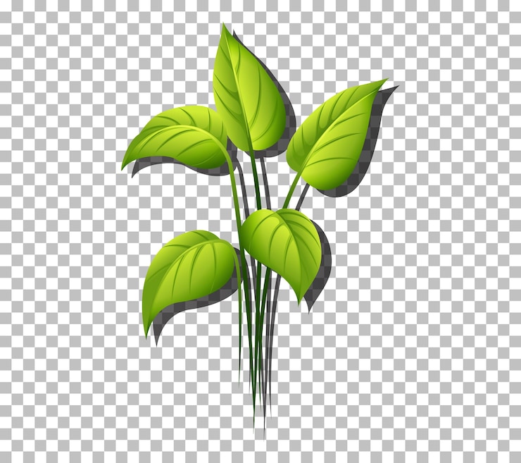 Vecteur gratuit plante tropicale sur fond transparent