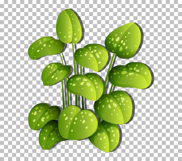 Vecteur gratuit plante tropicale sur fond transparent