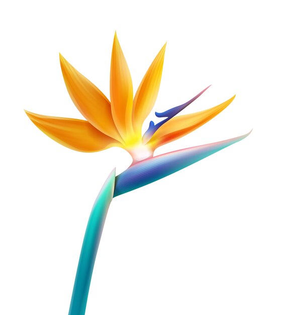 Plante tropicale de vecteur fleur oiseau de paradis ou Strelitzia Reginae isolé sur fond blanc