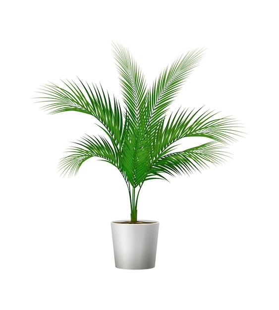 Plante verte en pot pour l'illustration vectorielle réaliste de l'intérieur de la chambre