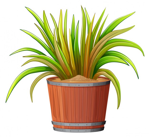 Planter dans un pot en bois