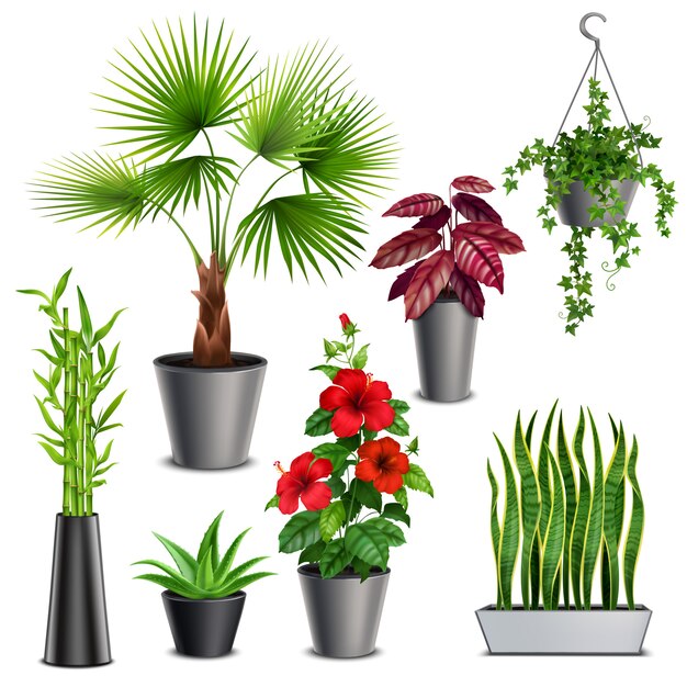 Plantes d'intérieur ensemble réaliste avec des succulentes d'hibiscus lierre pots suspendus ventilateur palmier tiges de bambou vase