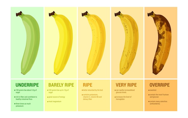 Plat De Banane Serti De Compositions Infographiques De Légendes De Texte Et D'images Montrant Les Niveaux De Maturité De L'illustration Vectorielle De Fruits