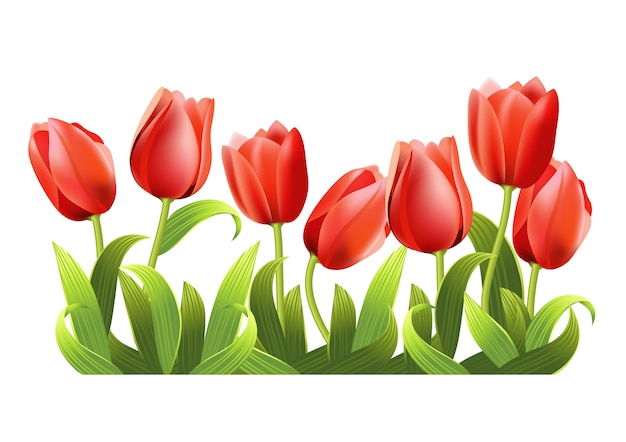 Plusieurs tulipes rouges en croissance réalistes.