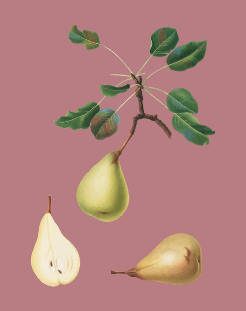 Poire de Pomona Italiana illiustration