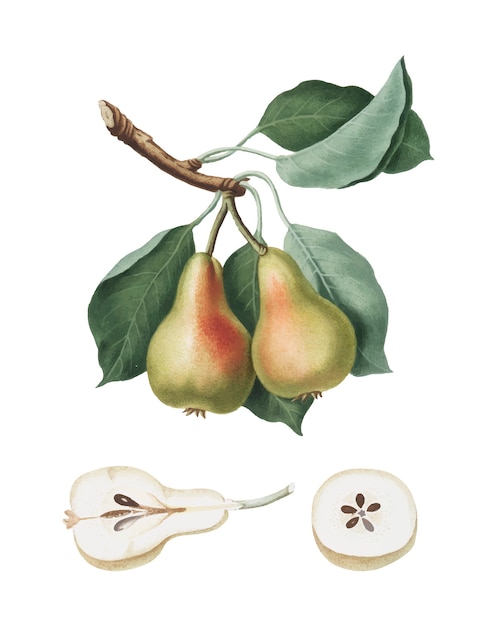 Vecteur gratuit poire de pomona italiana illustration