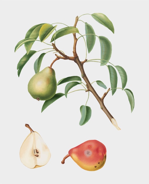 Vecteur gratuit poire de pomona italiana illustration