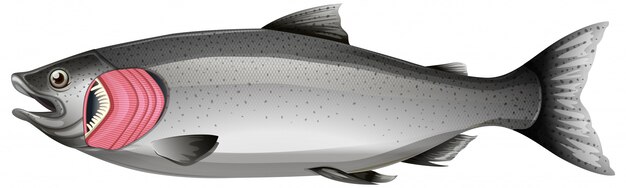 Poisson saumon avec branchies sur fond blanc